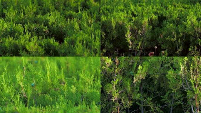 4K原创 景观带观赏植物千头柏