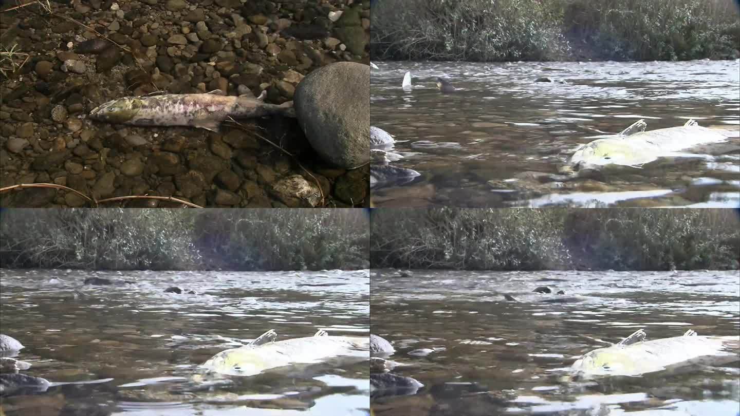 死鱼-水污染