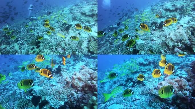 水下世界中的鱼浅滩。清澈的蓝水中五颜六色的鱼