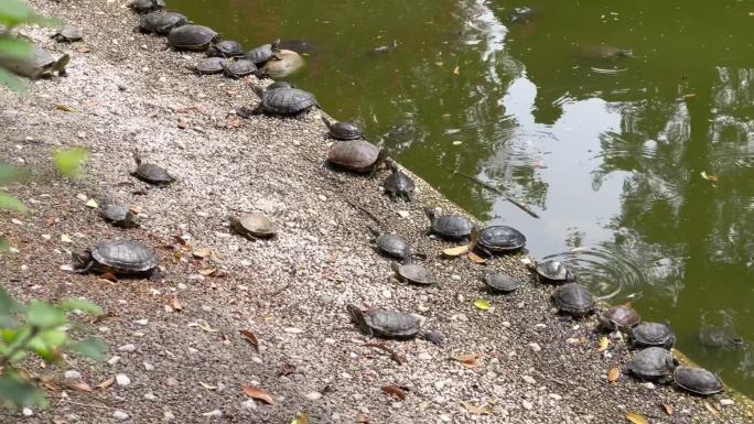 放生池岸边晒太阳乌龟