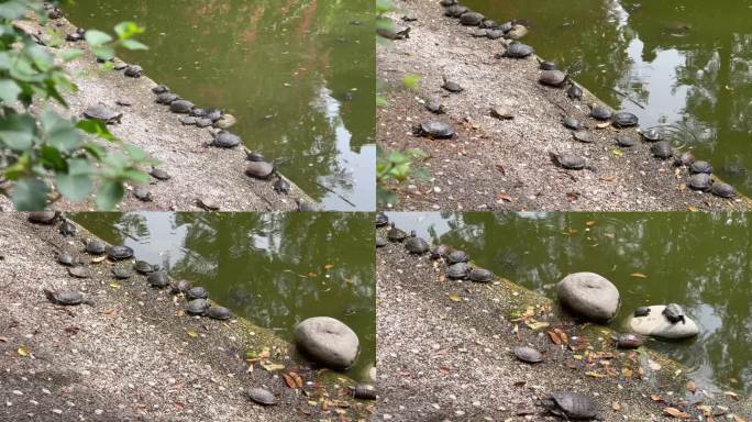 放生池岸边晒太阳乌龟