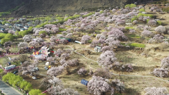 开满桃花的林芝嘎啦桃花村