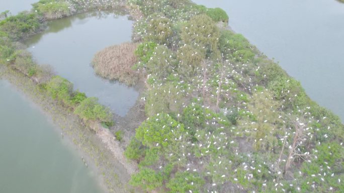 4k航拍-广东海丰湿地保护区