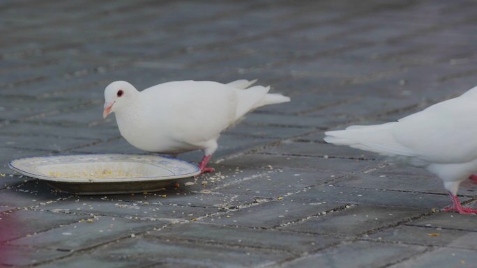 鸽子