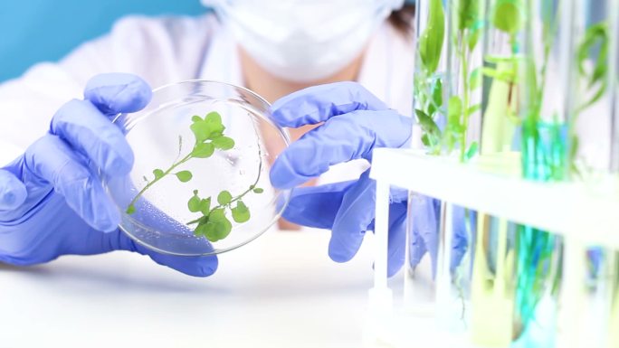 科学家在实验室里用镊子和植物在培养皿里工作