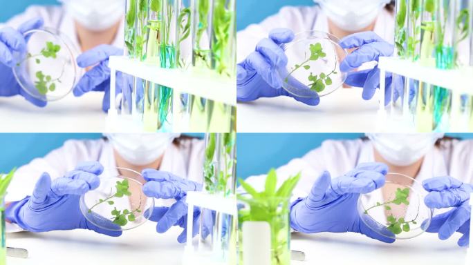 科学家在实验室里用镊子和植物在培养皿里工作
