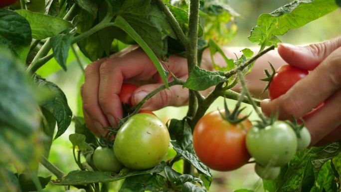 农民们正在收获新鲜成熟的西红柿，让绿色的西红柿留在植物上成熟。女人的手摘新鲜的西红柿。