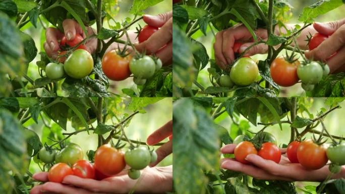 农民们正在收获新鲜成熟的西红柿，让绿色的西红柿留在植物上成熟。女人的手摘新鲜的西红柿。