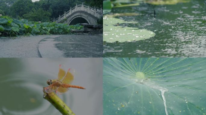 雨打荷花蜻蜓