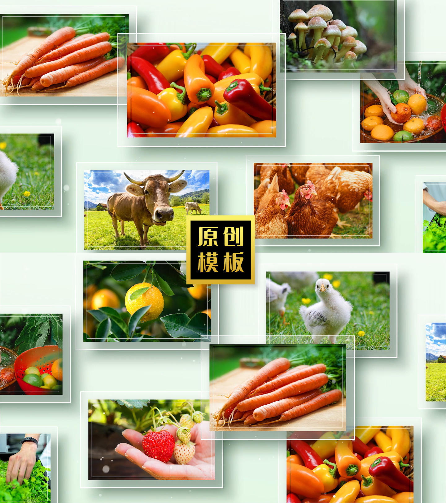 农业农产品图片多图展示包装