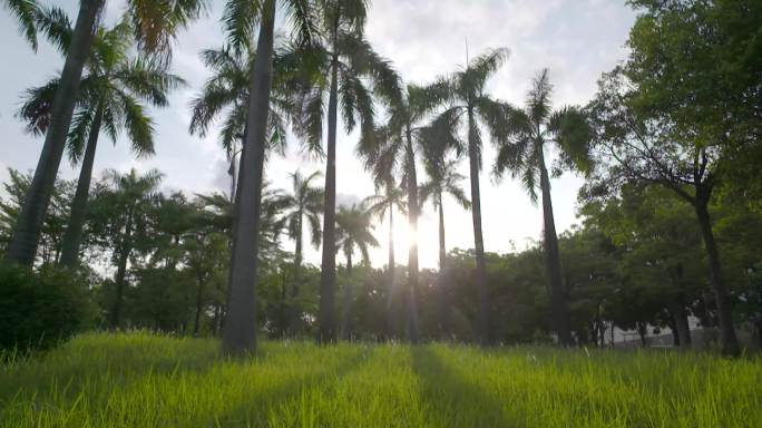 阳光下唯美的棕榈树蓝色天空热带树夏季度假