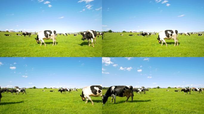 阳光明媚的夏日牧场放牧奶牛