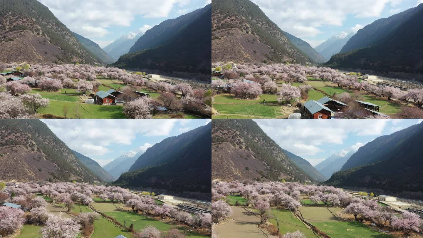 开满野桃花的林芝藏族村寨