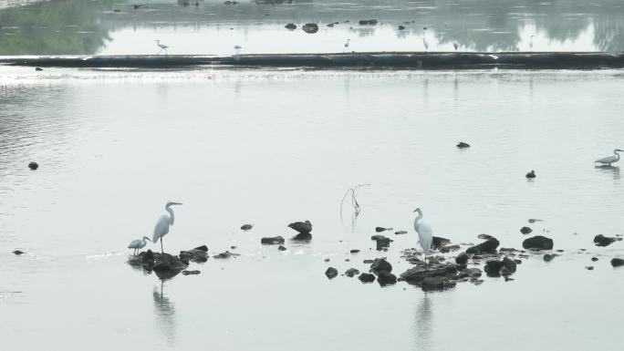 航拍威海市环翠区羊亭镇羊亭河的白鹭