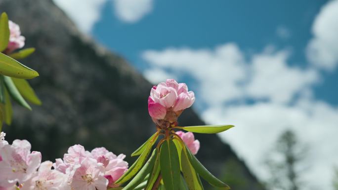 【4K】高山杜鹃花