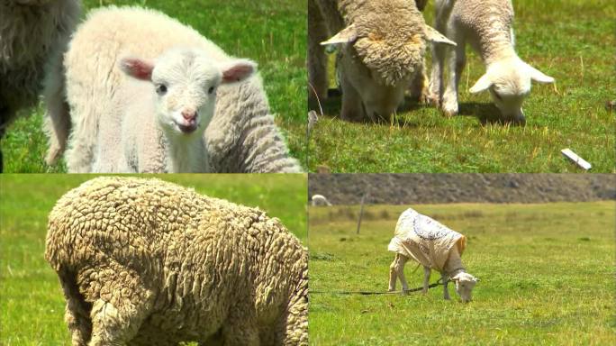草原羊群放羊拍摄