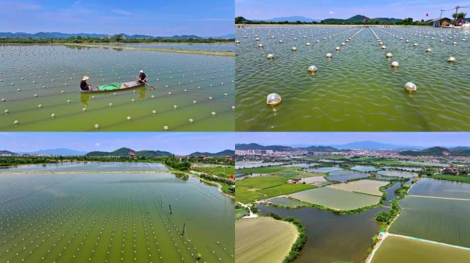 淡水珍珠养殖产业宣传片素材