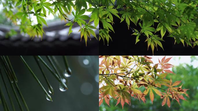 大自然下雨树叶谷雨水滴森林意境滴水雨天