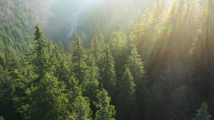 从被针叶林和晨雾覆盖的高山高度看风景。黎明