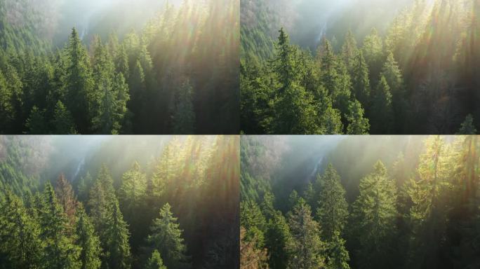从被针叶林和晨雾覆盖的高山高度看风景。黎明