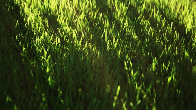绿色草地光影变化草地延时草地阳光