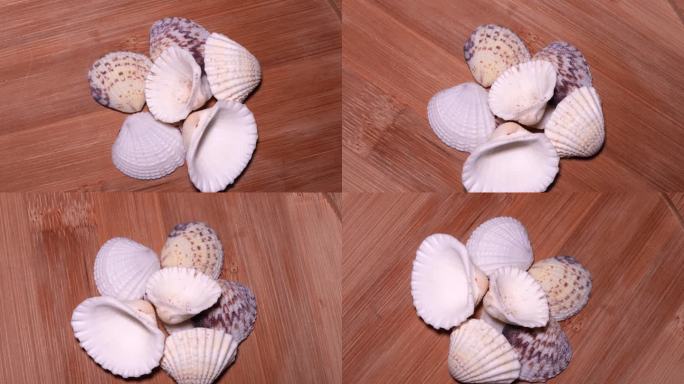 雪蛤蛤蜊文贝贝壳 (1)