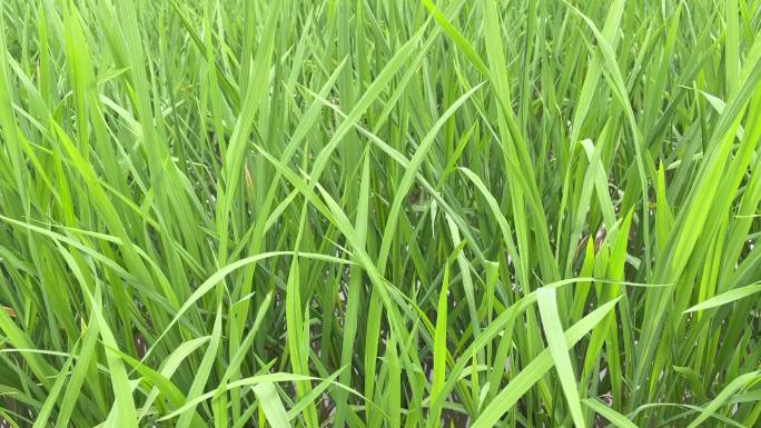 乡村振兴项目自然水稻周末出行