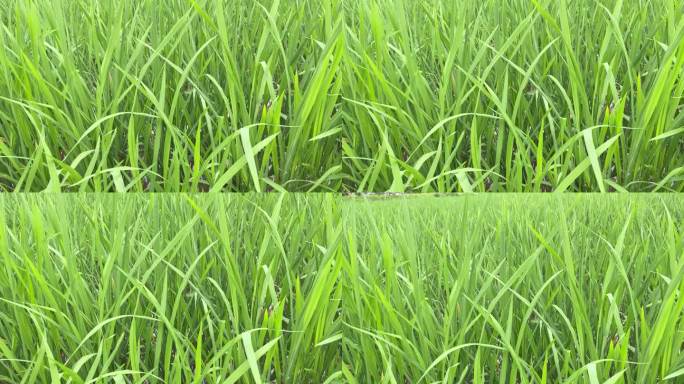 乡村振兴项目自然水稻周末出行