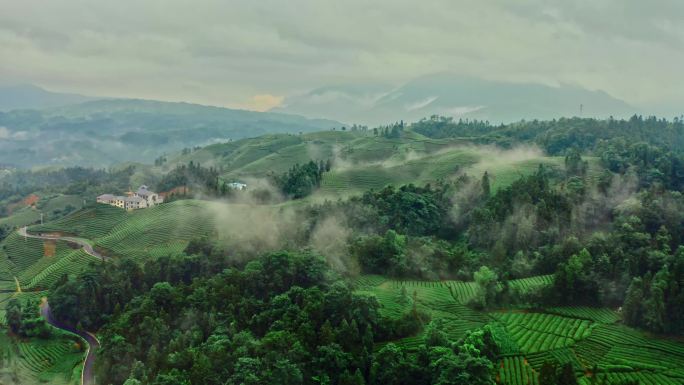 绿茶茶山