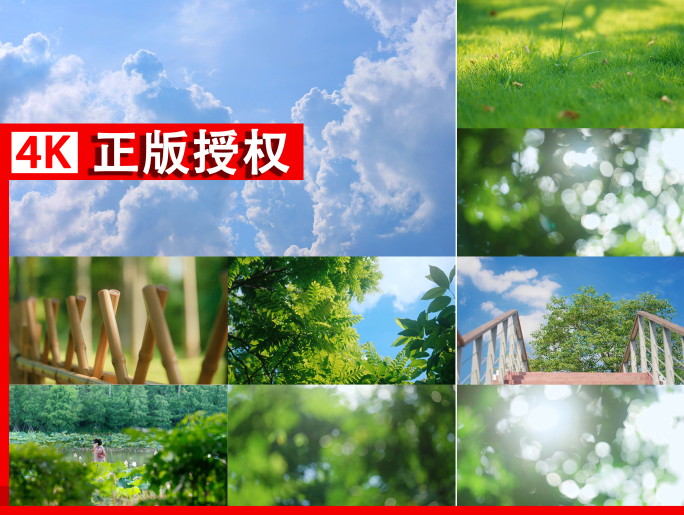 小暑 夏天 清新 夏天阳光 树荫夏至荷花