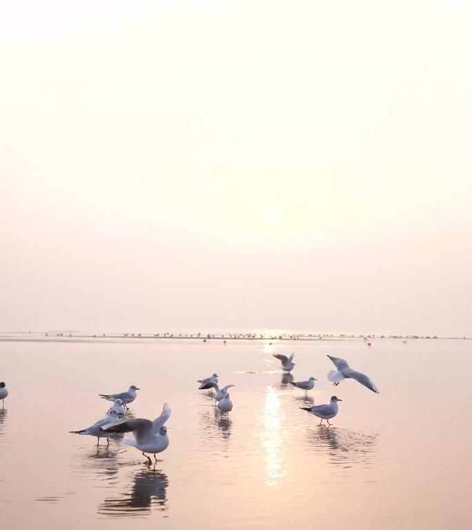 夕阳沙滩海边海鸥