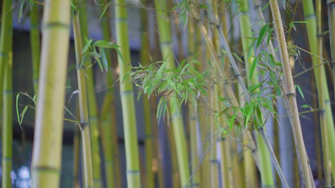 中式庭院中的竹子