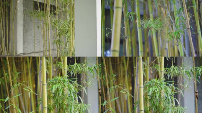 中式庭院中的竹子