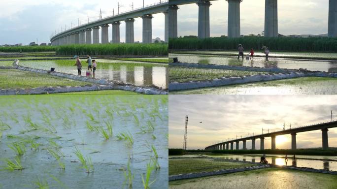 农民正在插秧种田｜高铁经过田园