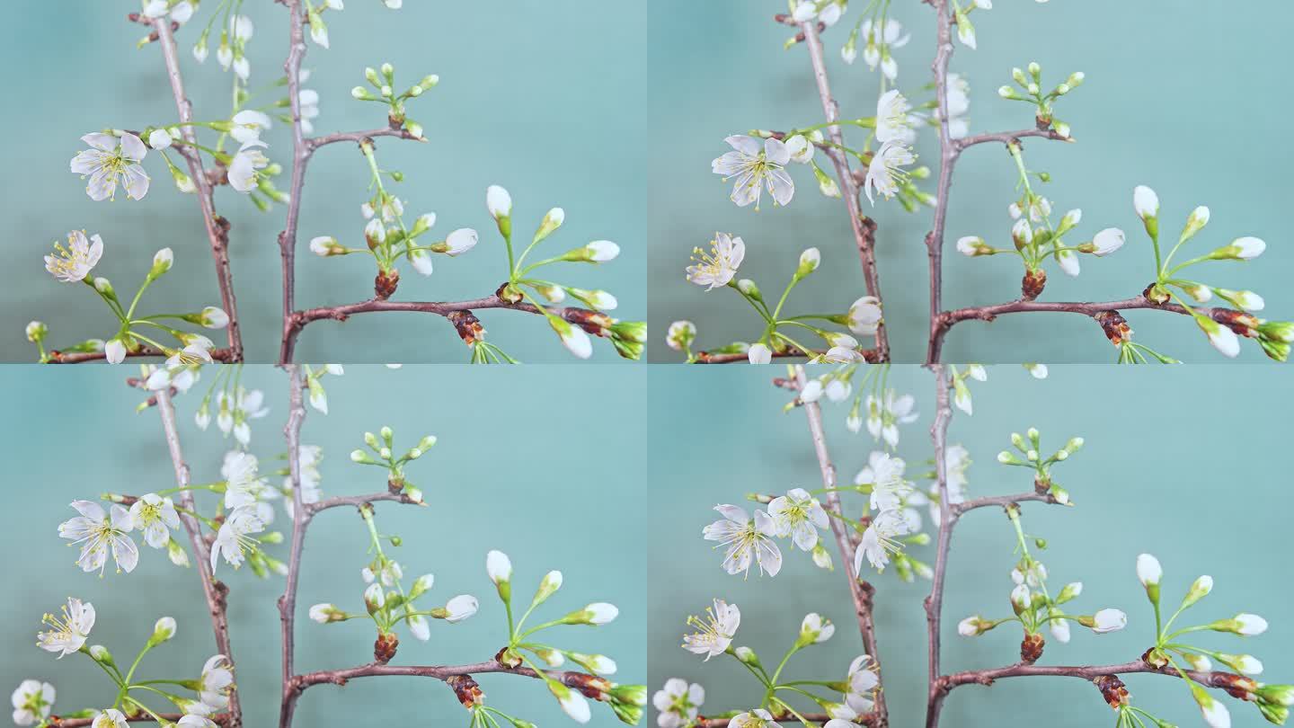 樱桃花开花延时摄影