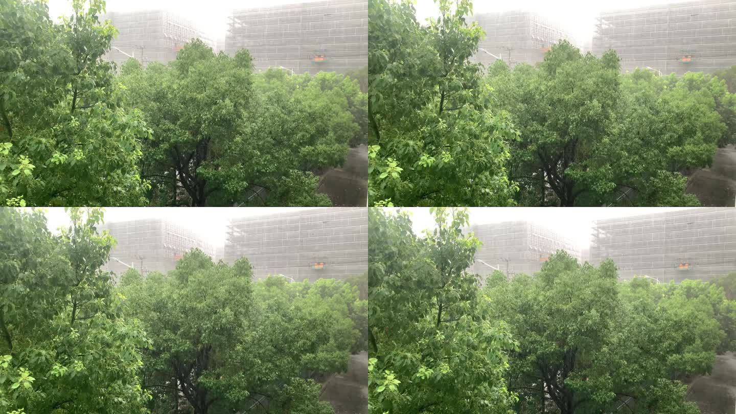 夏季下雨天倾盆大雨雨水实拍视频