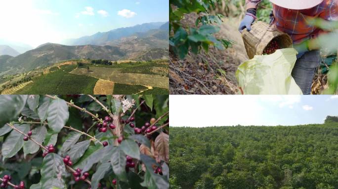 云南保山潞江坝咖啡树采摘咖啡豆
