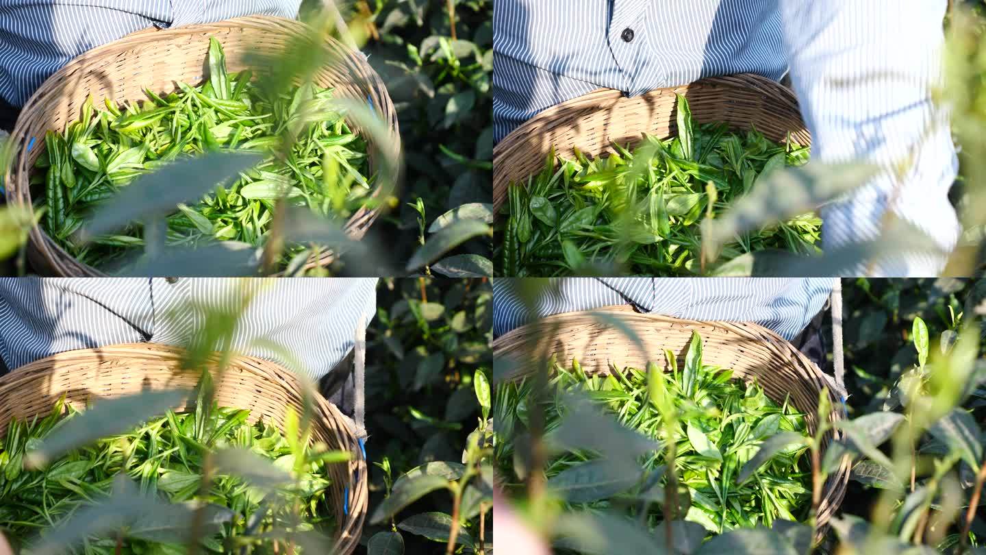 绿茶采摘绿茶基地收获收成嫩芽