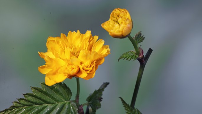 重瓣棣棠花开花延时