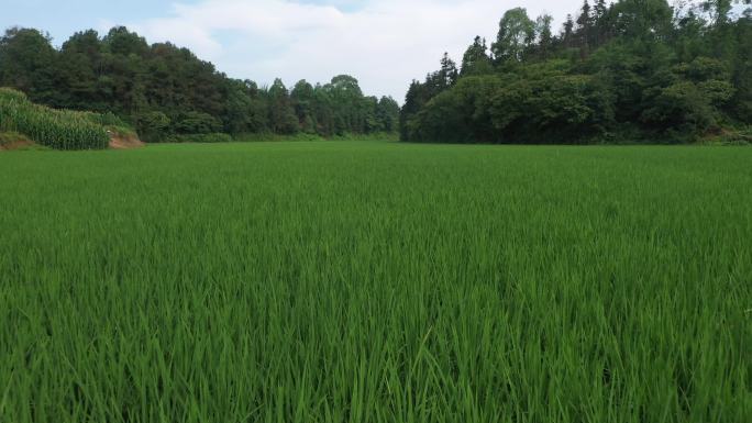 水稻基地高标准农田稻田