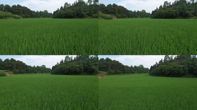 水稻基地高标准农田稻田