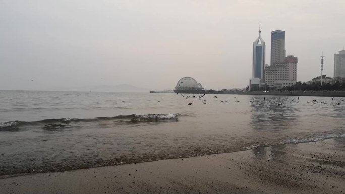 海边沙滩海鸟