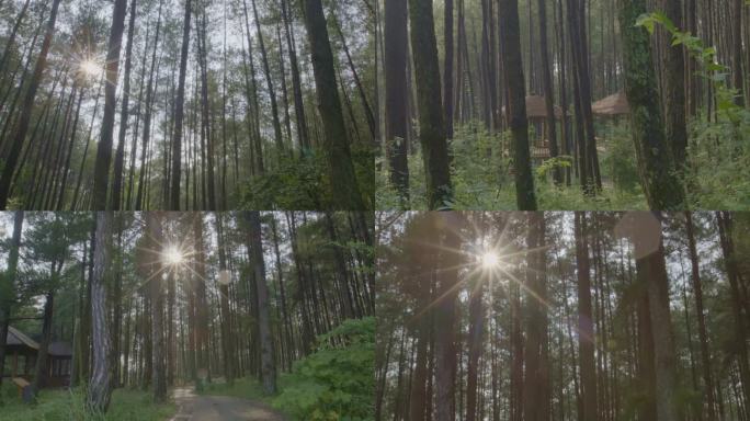 天然氧吧森林光影奇特树林阳光树林日落树林