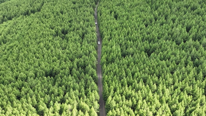 草原天路夏天草原风光航拍绿色