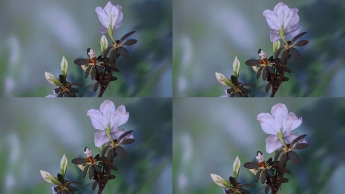 白色杜鹃花开花延时摄影