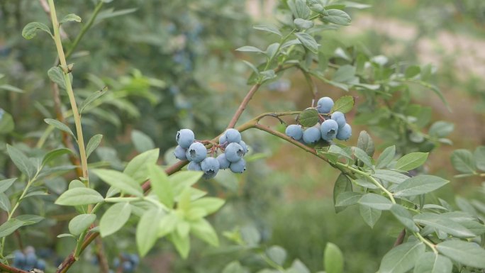 蓝莓成熟 特写 蓝莓基地 蓝莓树