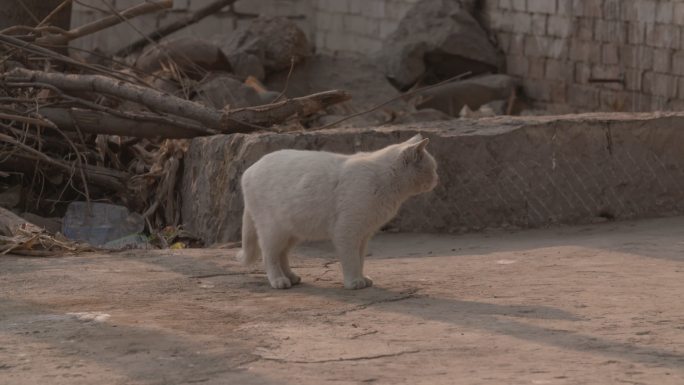 农村家猫