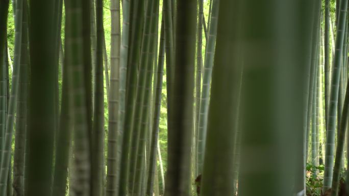 林下经济 林竹 变焦特写竹子 实拍素材