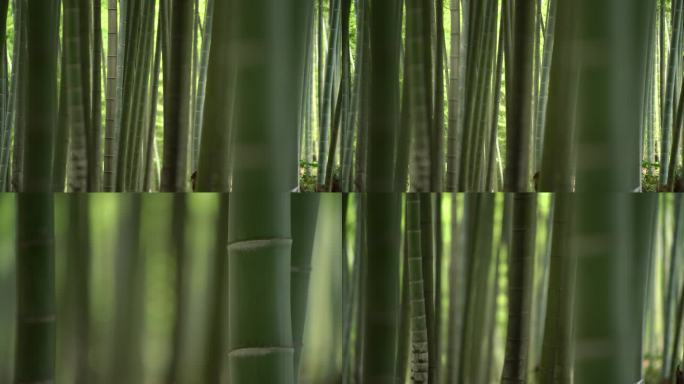 林下经济 林竹 变焦特写竹子 实拍素材