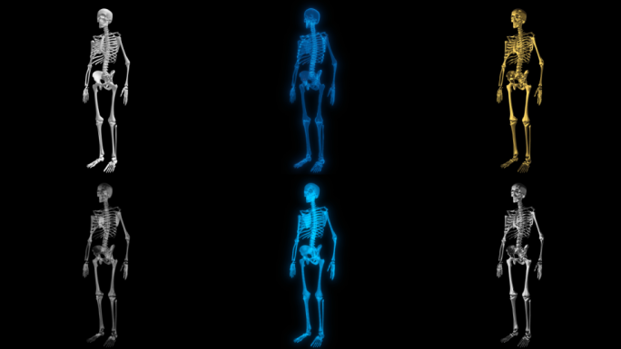 骷髅人体骨骼6款